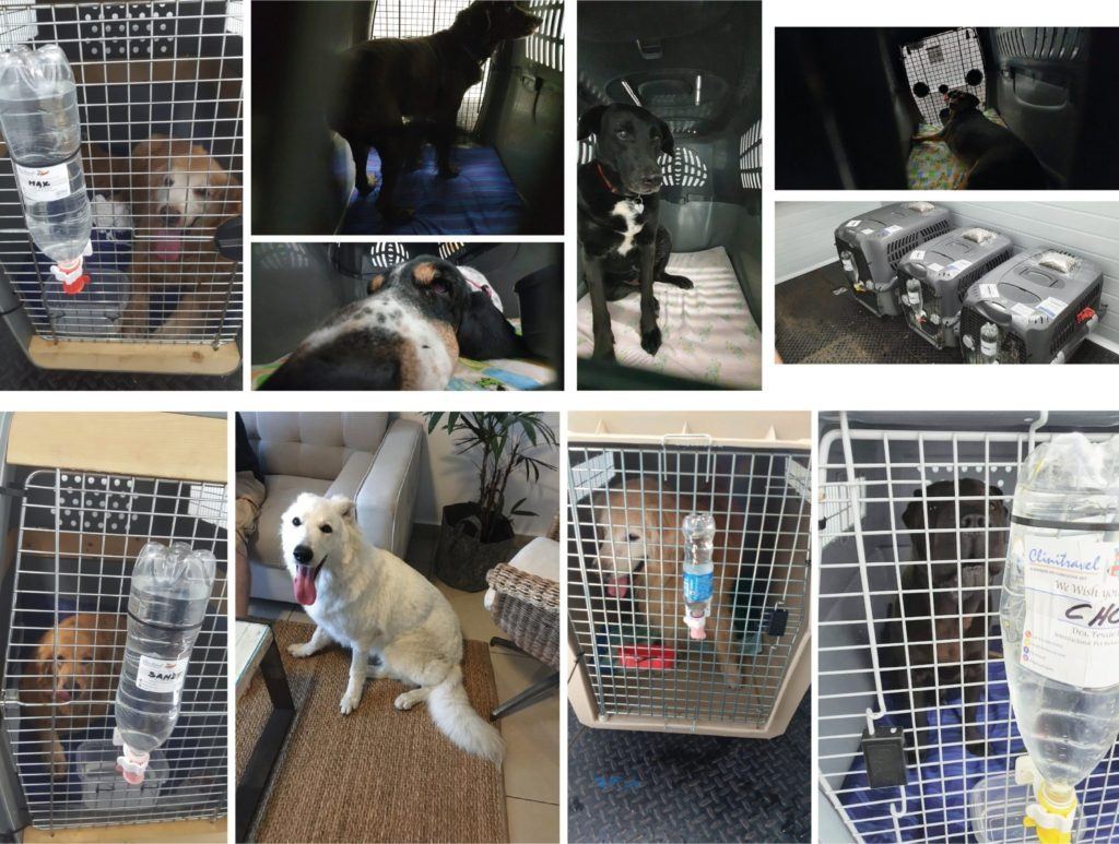 OTS Live Animals Air Freight